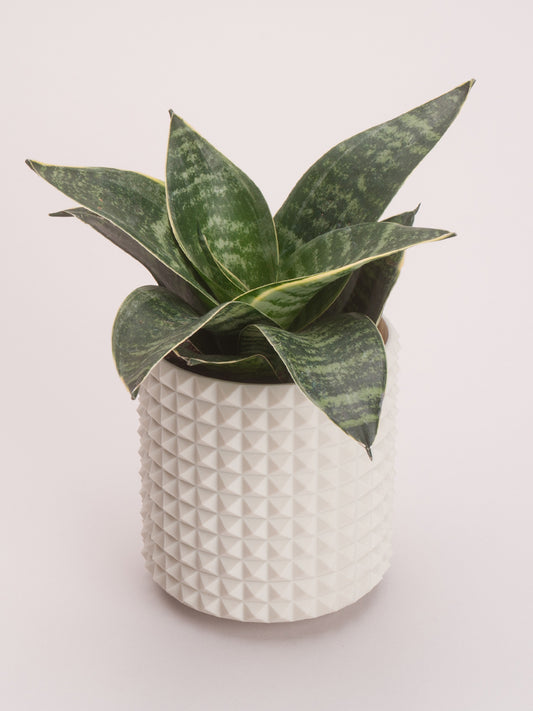 4" Studded Planter – Ivory